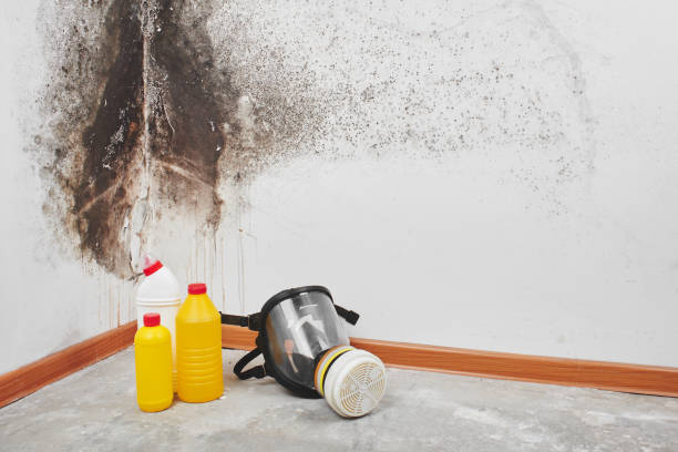 Best Toxic Mold Removal  in Kingfisher, OK