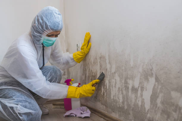 Best Mold Removal Company Near Me  in Kingfisher, OK