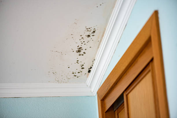 Best Local Mold Removal Service  in Kingfisher, OK