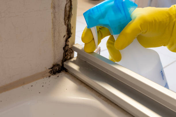 Best Professional Mold Removal  in Kingfisher, OK