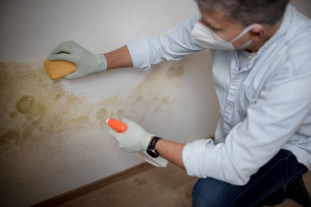 Mold Removal Process in Kingfisher, OK