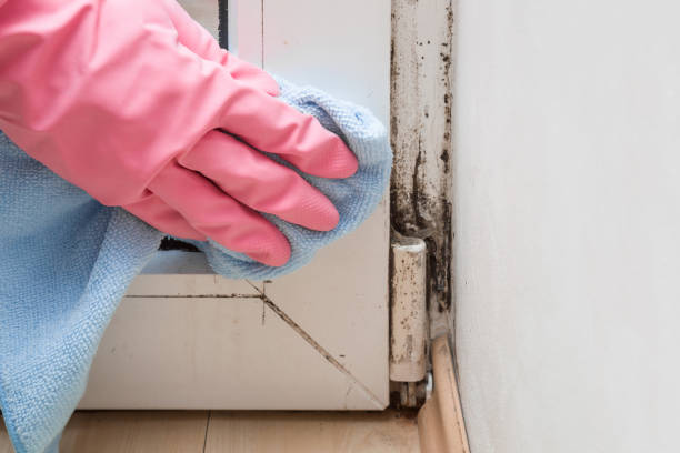 Best Certified Mold Removal  in Kingfisher, OK