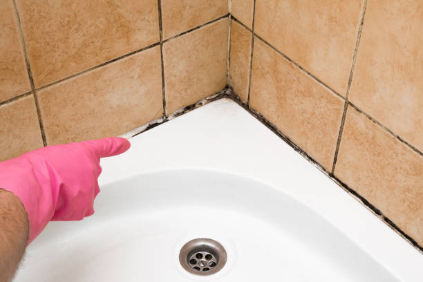 Best Same-Day Mold Removal  in Kingfisher, OK